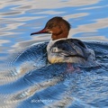 G__nses__ger _Mergus merganser_ m2 Freiburg.jpg